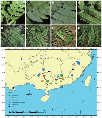 Genome-wide data reveal bi-direction and asymmetrical hybridization origin of a fern species Microlepia matthewii